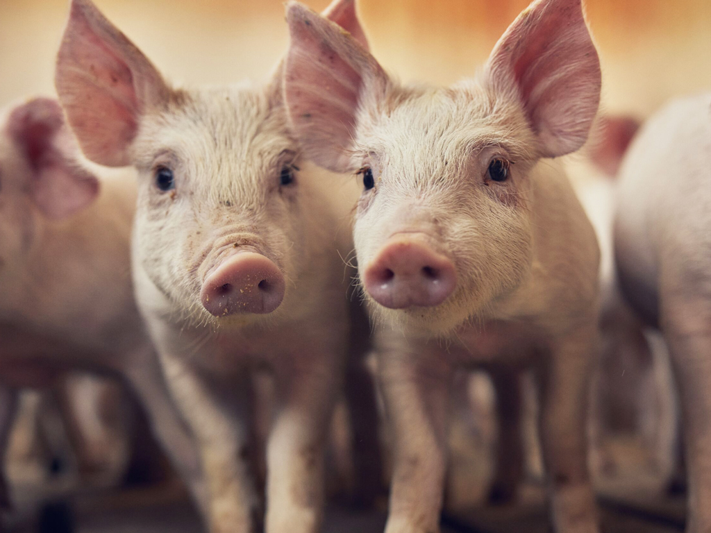 Healthy, curious piglets in the barn