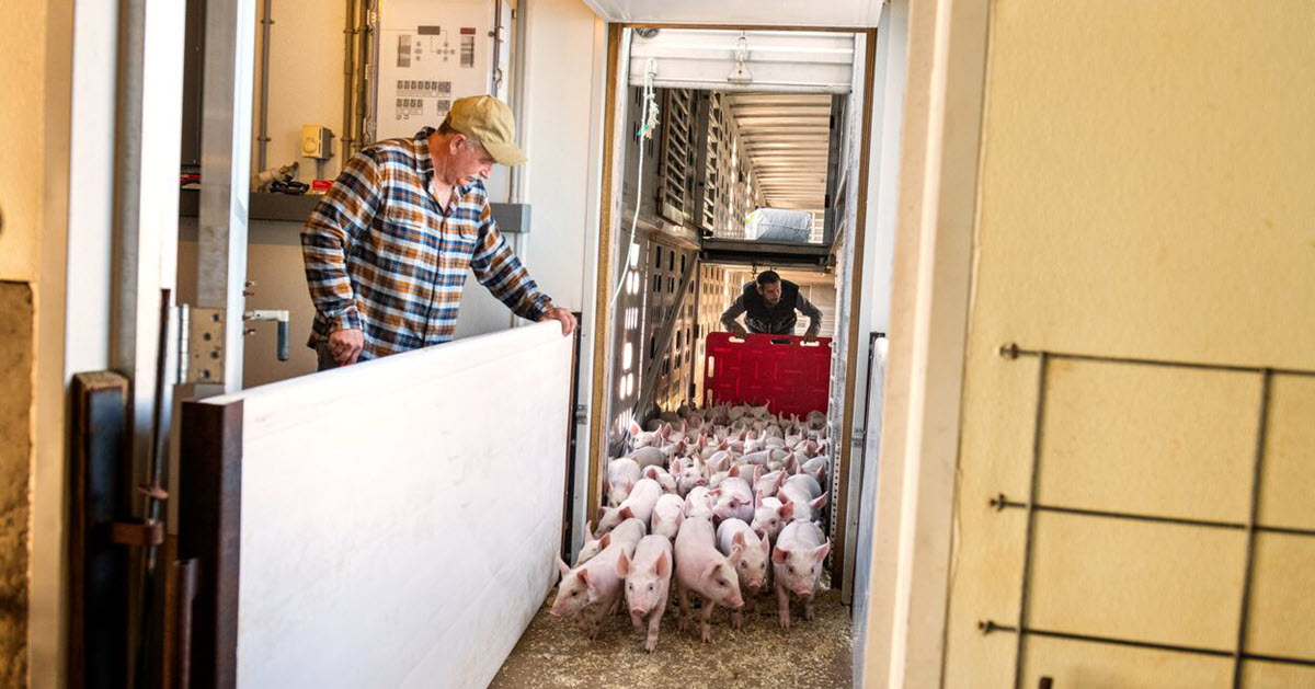 Unloading piglets from a truck