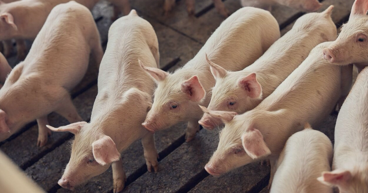 Group of pigs looking forward